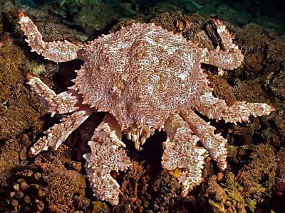 brown box crab 01 noaax900