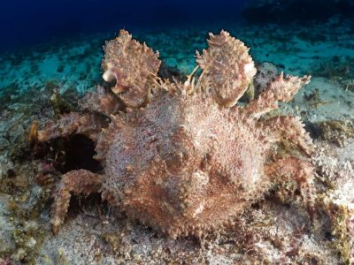 brown box crab 02 sea grantx900