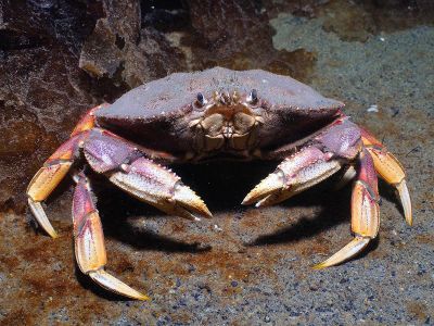 dungeness crab 01x900