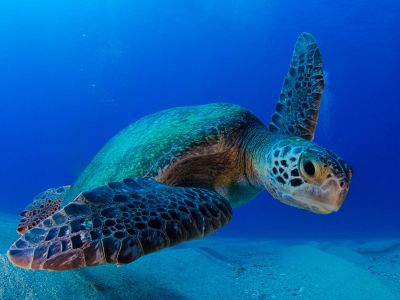 sea turtle cabo pulmo 01x900